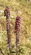 Image of Portuguese Foxglove