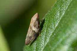 Image of European Alder Spittlebug