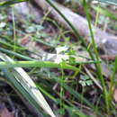 Image de Hydrocotyle paludosa A. R. Bean