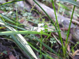 Image of Hydrocotyle paludosa A. R. Bean