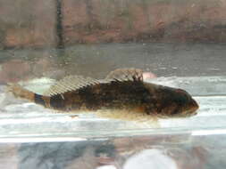 Image of Banded Sculpin