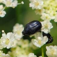 Image of Orphilus subnitidus Le Conte 1861