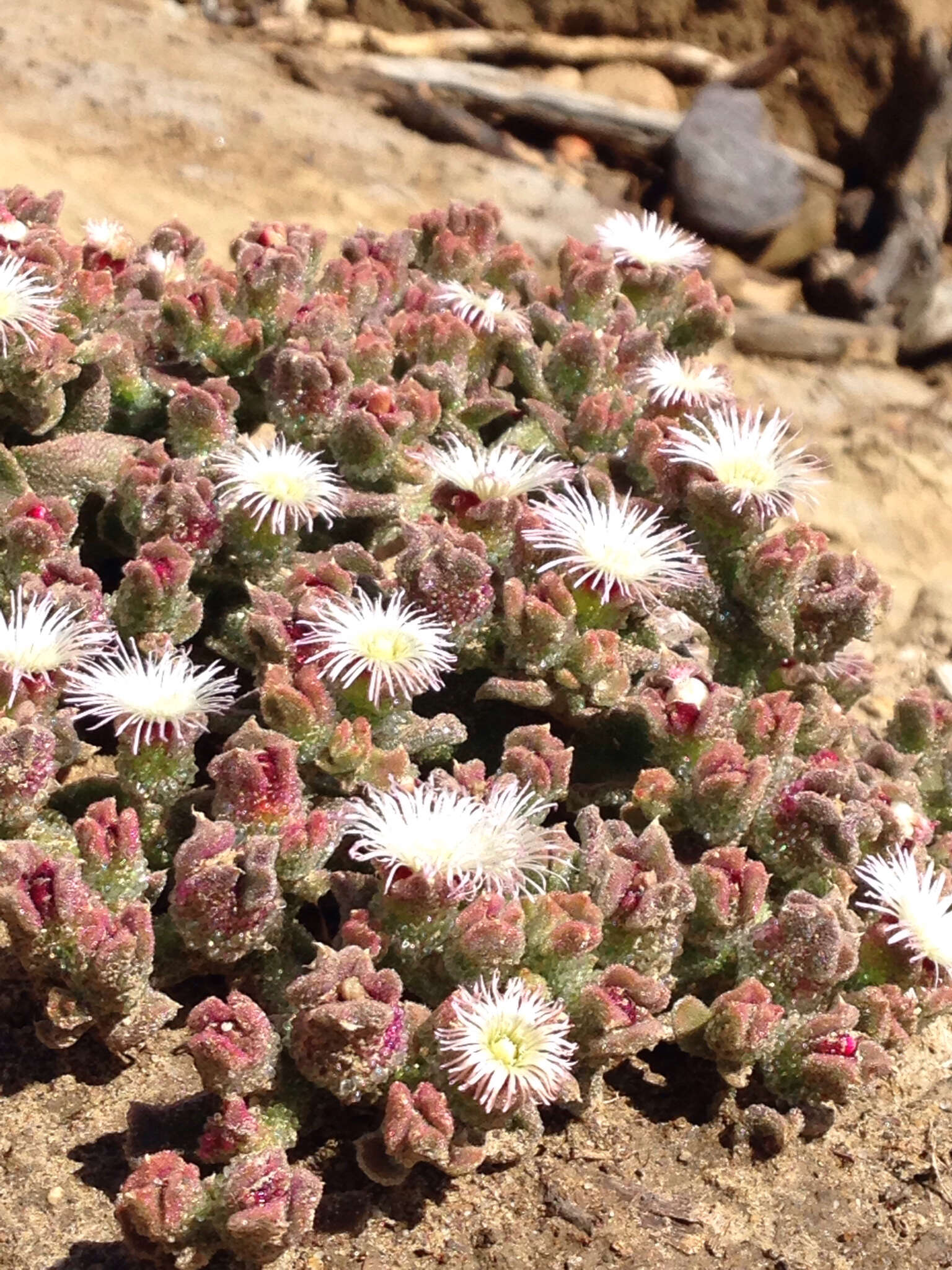 Image of common iceplant