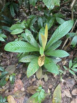 Image of Agrostistachys borneensis Becc.