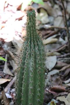 Imagem de Pilosocereus robinii (Lem.) Byles & G. D. Rowley