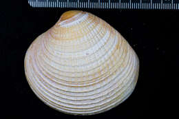 Image of Chione undatella (G. B. Sowerby I 1835)