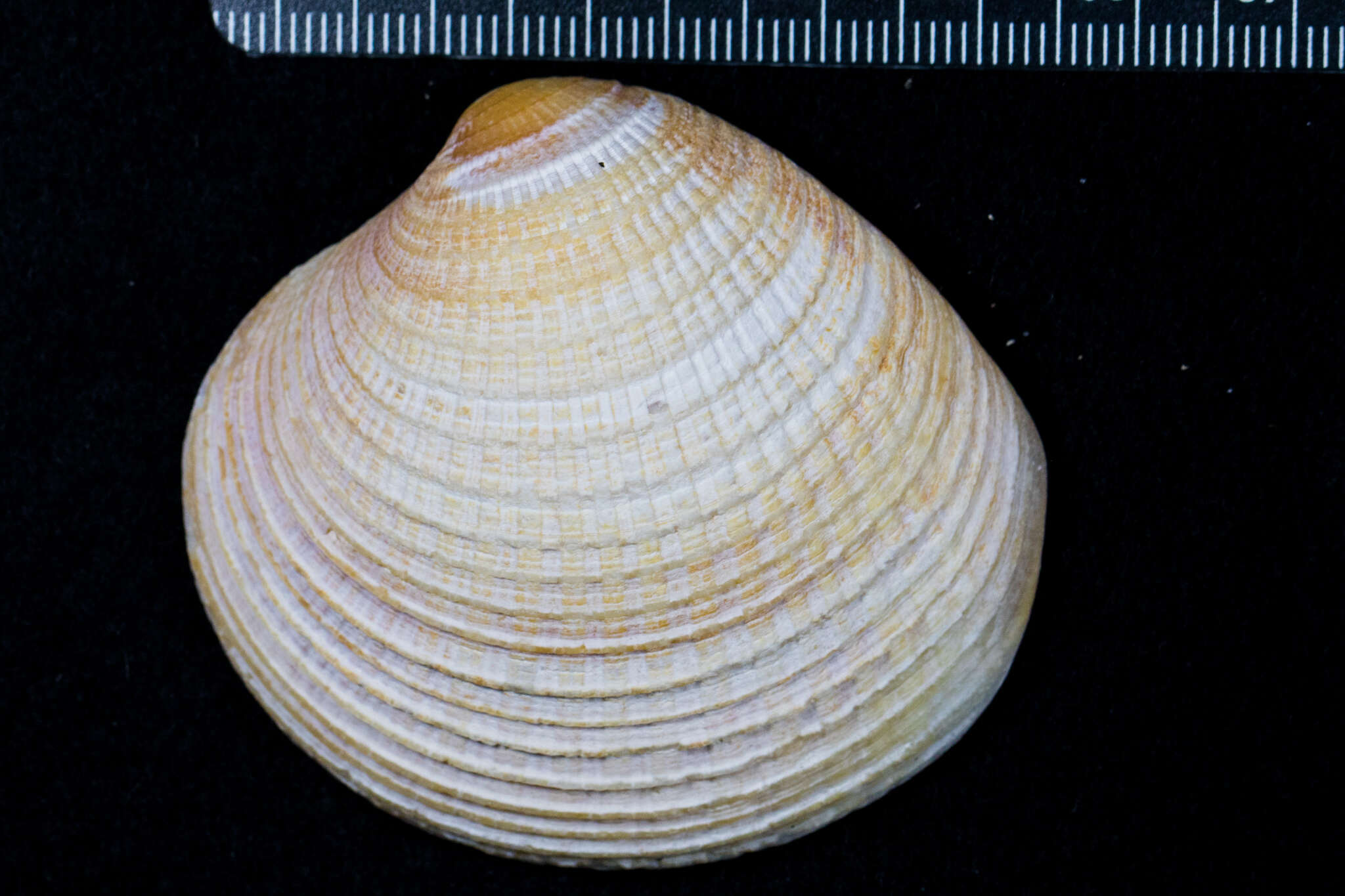 Image of Chione undatella (G. B. Sowerby I 1835)