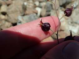 Image of Tiburon jewelflower