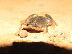 Image of Sapito Apuntado Bicolor