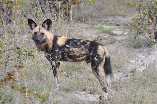 Image of African wild dog -- African Wild Dog
