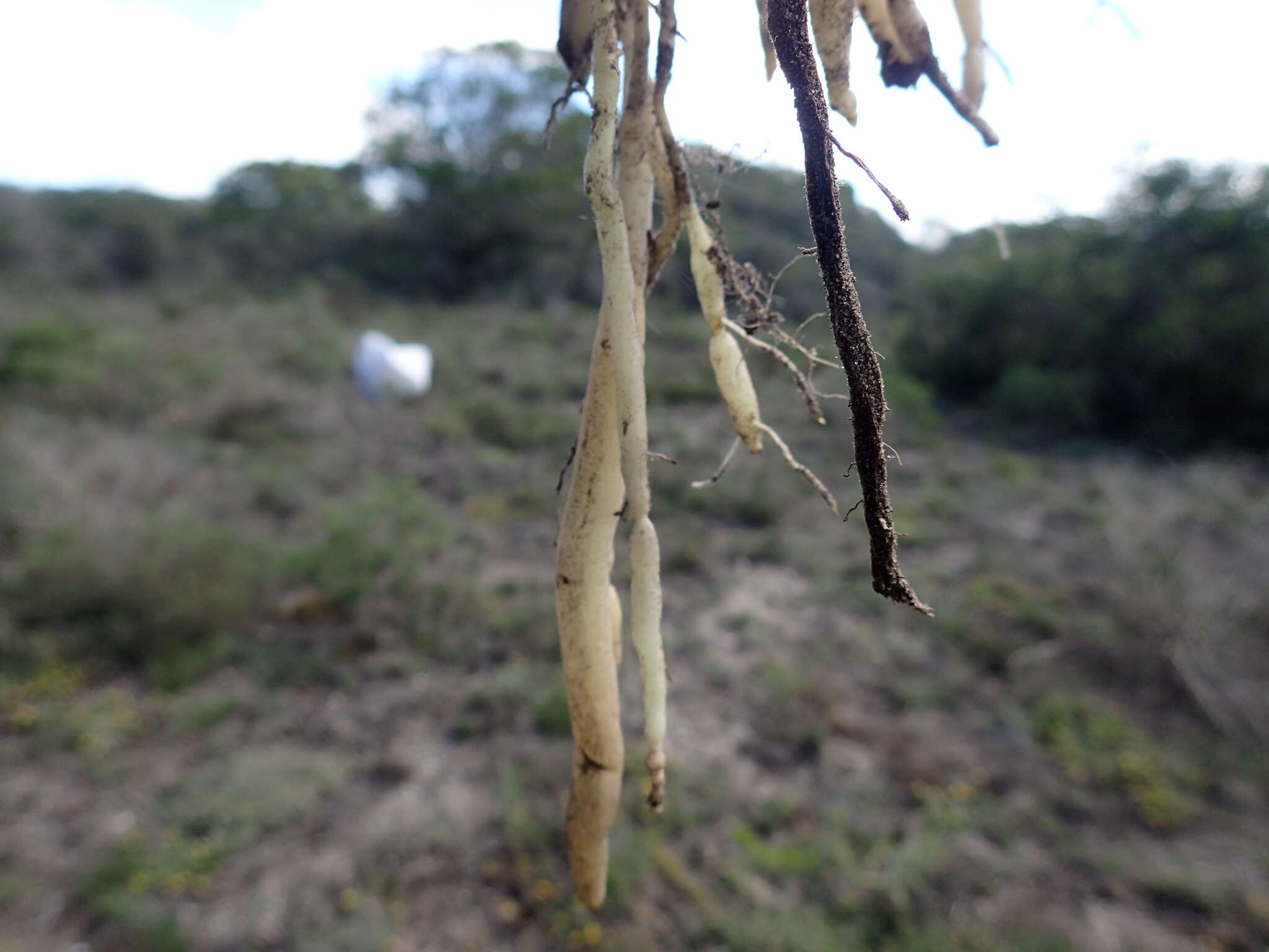 Image of Trachyandra saltii (Baker) Oberm.