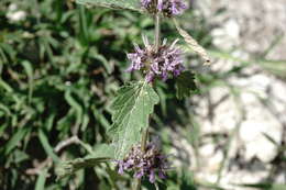 Слика од Marrubium catariifolium Desr.