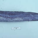 Image of Indo-Pacific shorttail conger