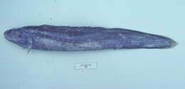 Image of Indo-Pacific shorttail conger