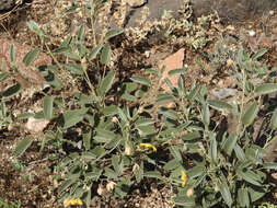 Image of twinleaf senna