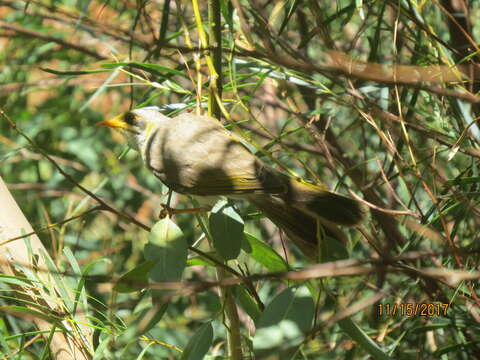 صورة Manorina flavigula (Gould 1840)