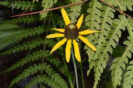 Image of roughleaf coneflower