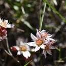 Imagem de Rosularia alpestris subsp. alpestris