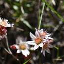 Image of Rosularia alpestris subsp. alpestris