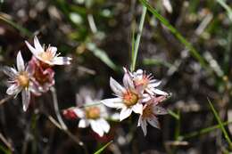 Rosularia alpestris subsp. alpestris resmi