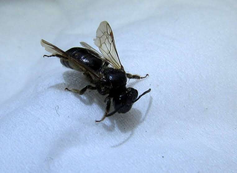 Image of Nude Andrena