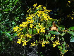 Image of Banisteriopsis laevifolia (A. Juss.) B. Gates