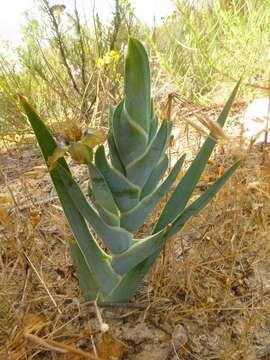 Image of Ferraria variabilis Goldblatt & J. C. Manning