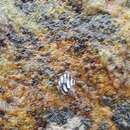 Image of Intertidal Zebra Snail