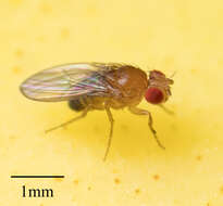 Image of fruit fly