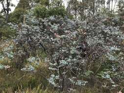 Plancia ëd Eucalyptus perriniana Herb. Perrin ex Maiden