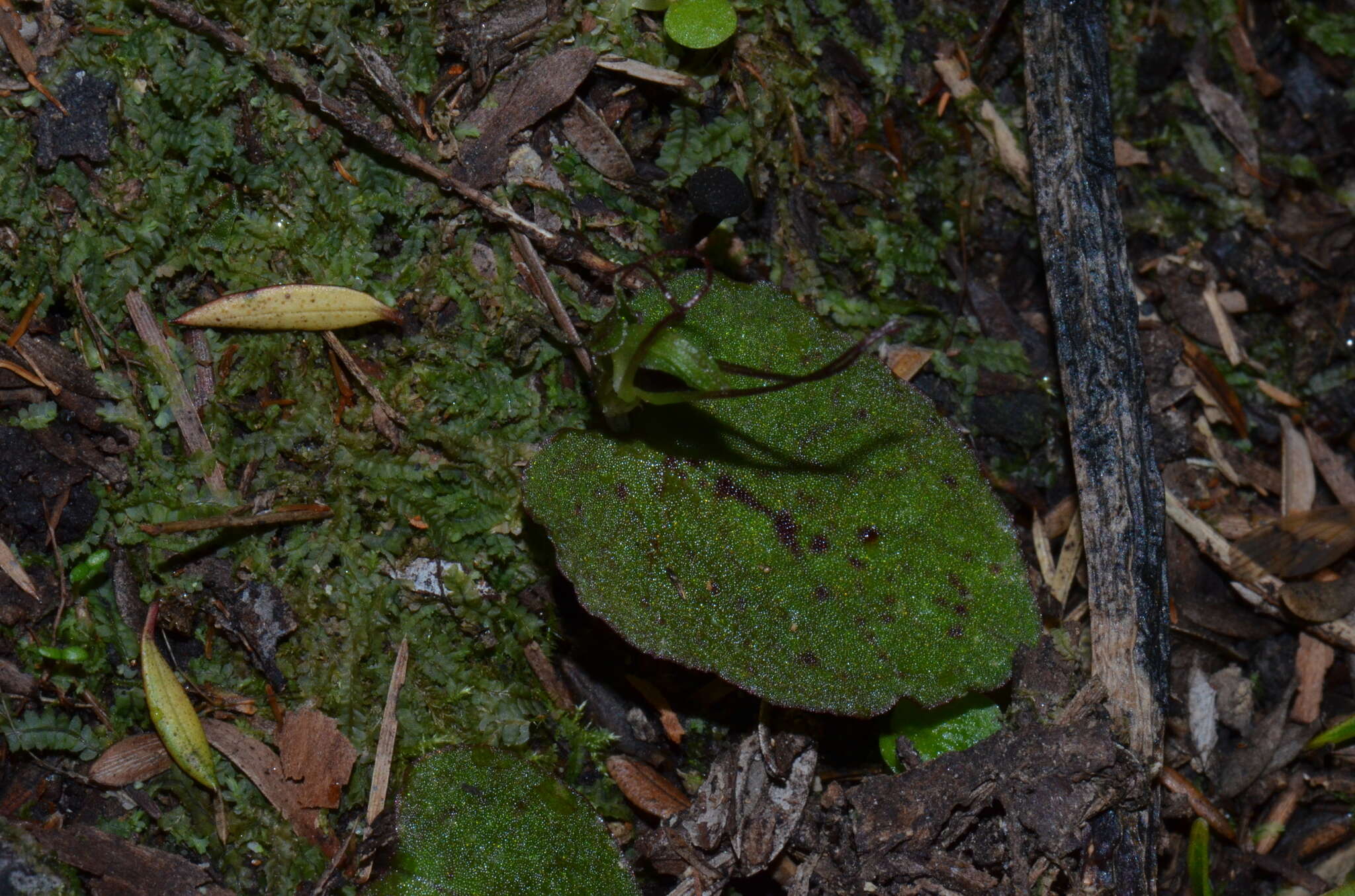 Image de Corybas oblongus (Hook. fil.) Rchb. fil.