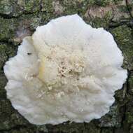 Image of White Cheese Polypore