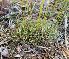 Image of little curlygrass fern