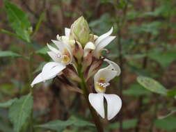 Image of Govenia utriculata (Sw.) Lindl.