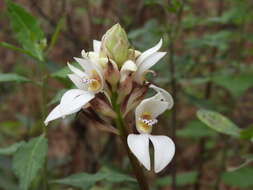 Govenia utriculata (Sw.) Lindl.的圖片