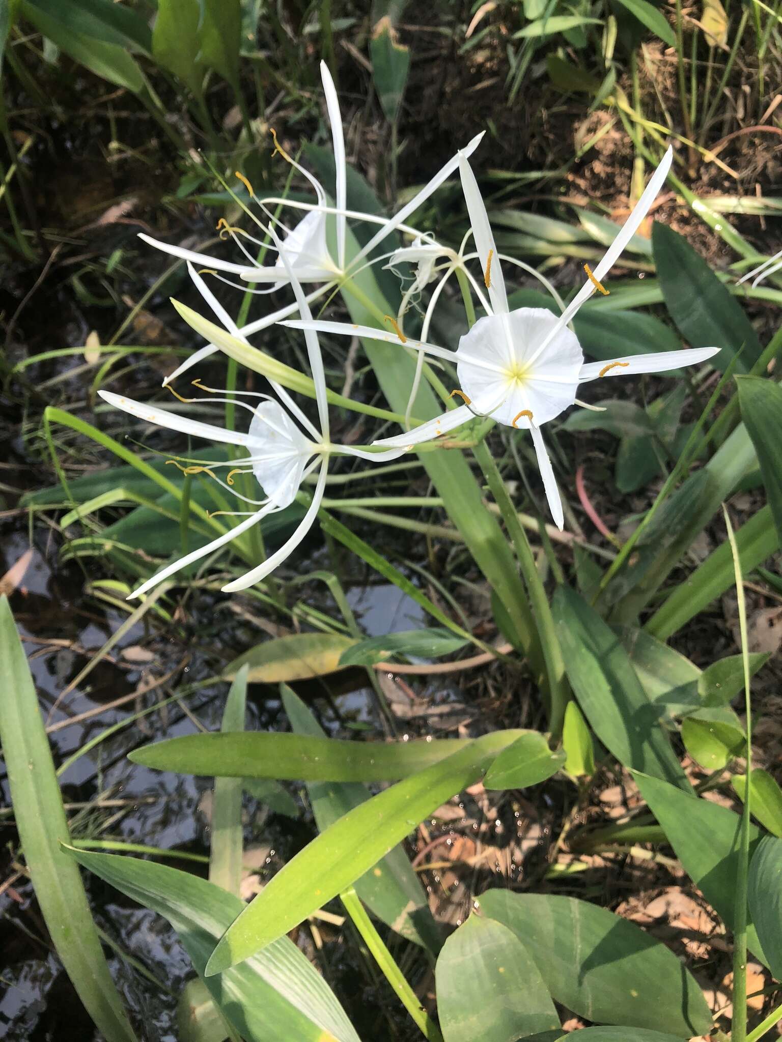 Image of Choctaw spiderlily