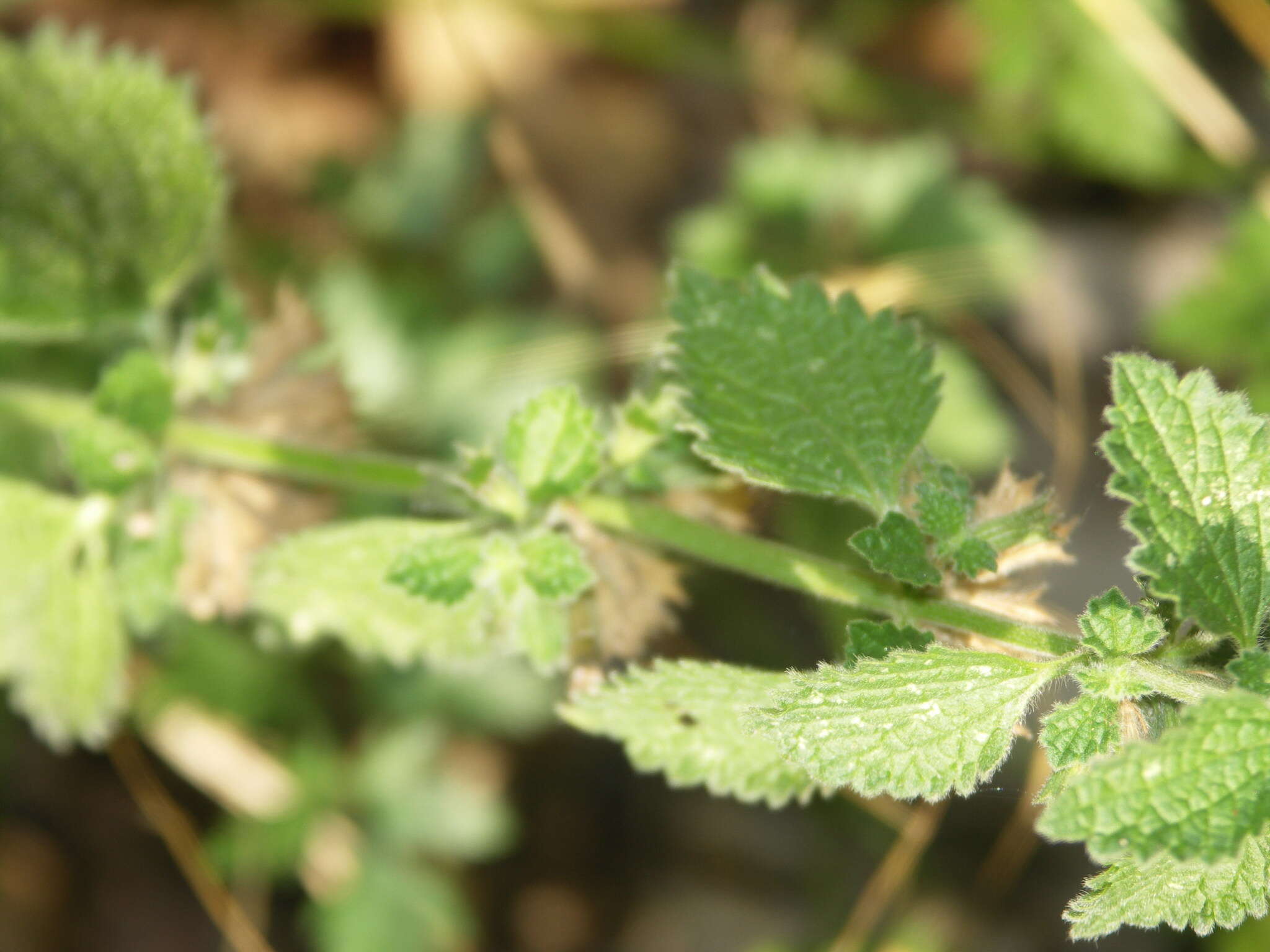 Ballota nigra subsp. foetida (Vis.) Hayek resmi