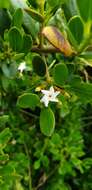 Alyxia buxifolia R. Br. resmi