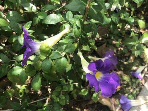 Image de Thunbergia erecta (Benth.) T. Anders.