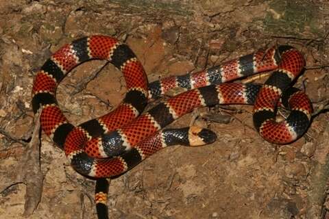 Image of Allen's Coral Snake