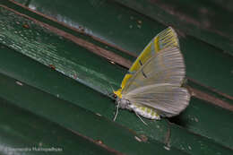 Plancia ëd Iotaphora iridicolor Butler 1880