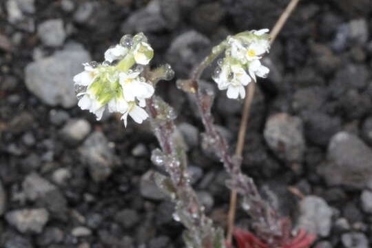 Image of twisted draba