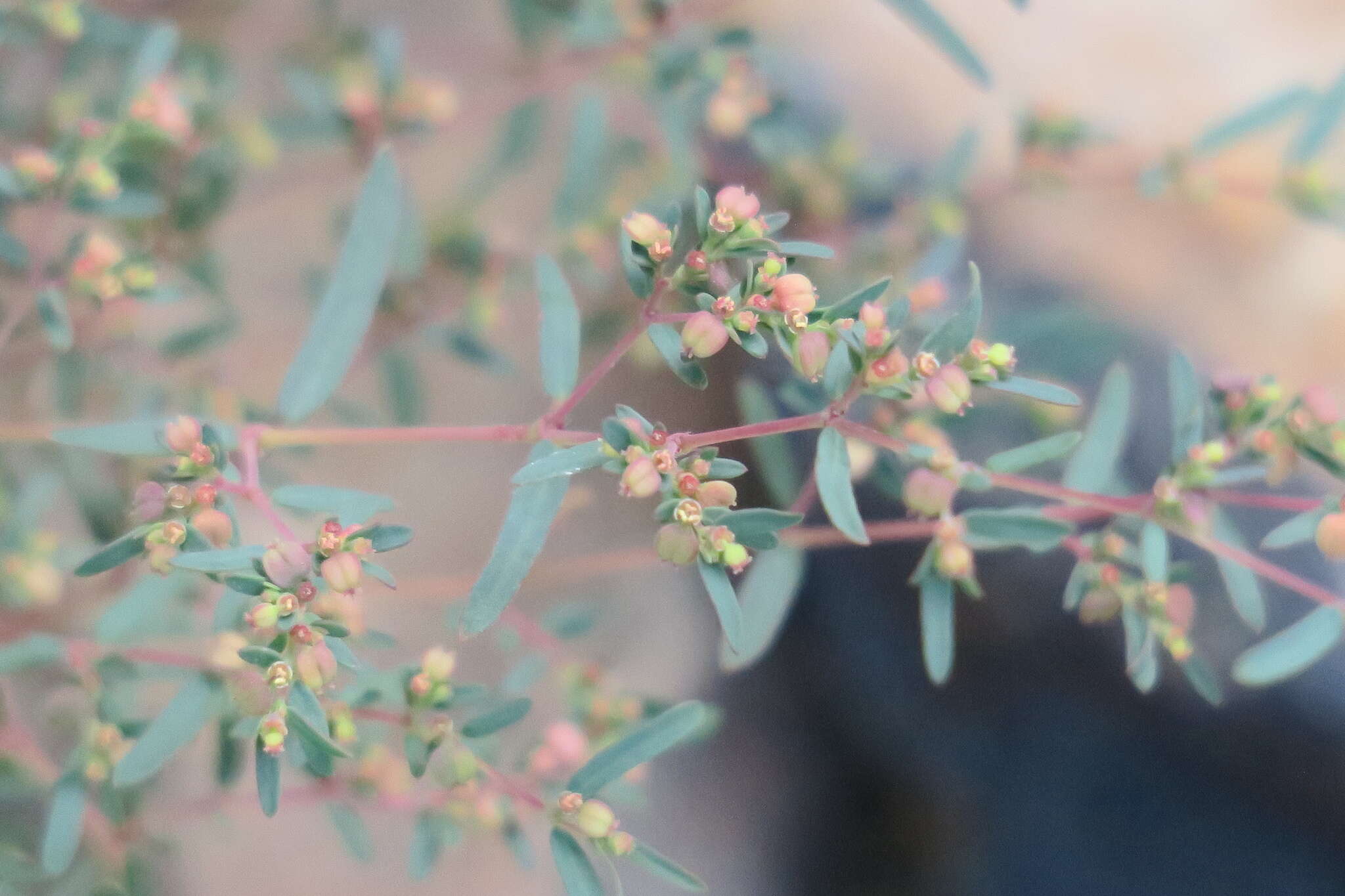 Euphorbia arabica Hochst. & Steud. ex T. Anderson resmi