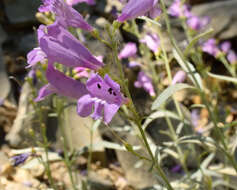 Слика од Penstemon sepalulus A. Nels.