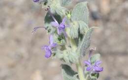 Trichostema ovatum Curran resmi