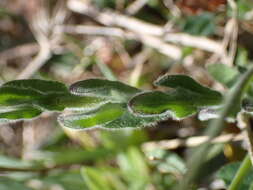 صورة Lepidium hirtum (L.) Sm.