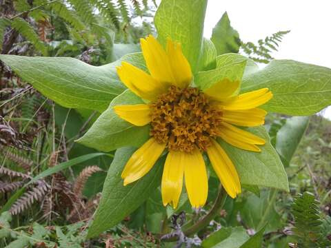 Image of Coast Range mule-ears