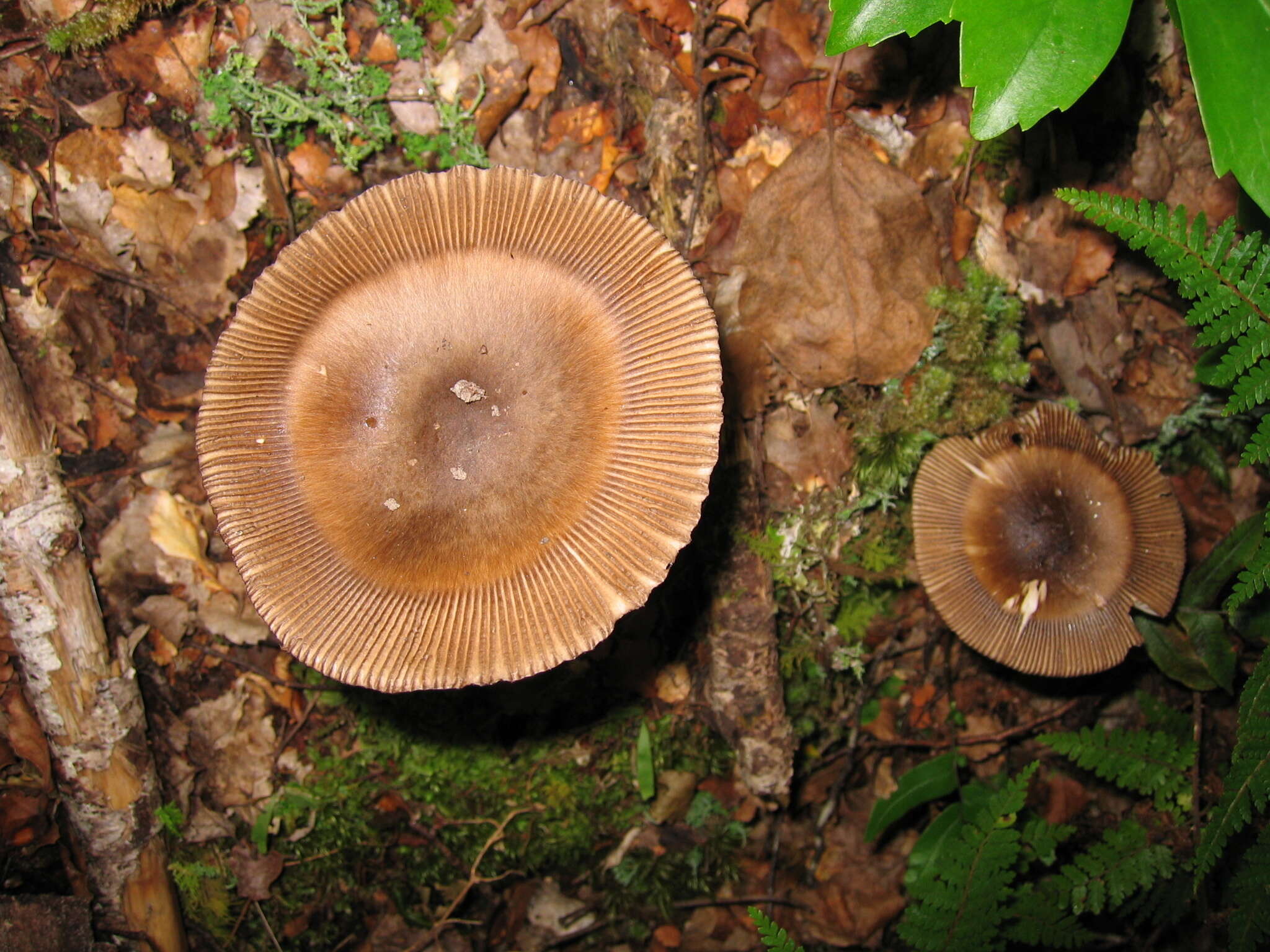 Image of Amanita pekeoides G. S. Ridl. 1991