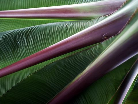 Image of Abyssinian banana