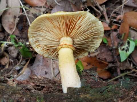 Image of Gymnopilus rufosquamulosus Hesler 1969